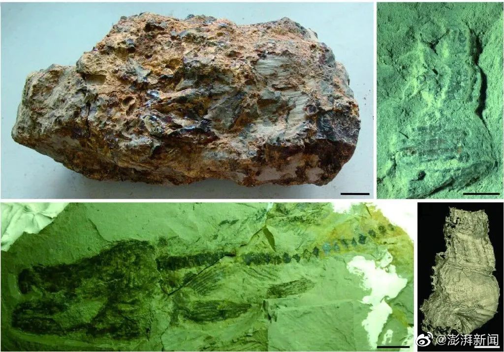 综合素质训练系列教程文秘训练_三站综合训练器_怎样训练德国牧羊犬站训练视频