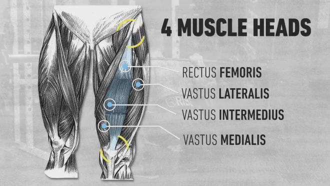 开yun体育app官方下载入口 坐姿腿屈伸，你真的练对了吗？