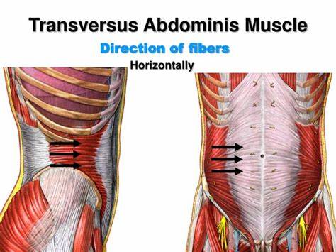 骨盆前倾改善方法_骨盆前倾原因_髋关节训练椅