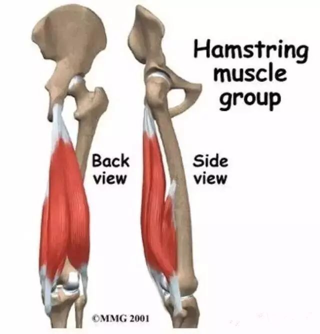 开yunapp体育官网入口下载手机版 腘绳肌损伤康复训练方案（附拉伸与肌力训练）