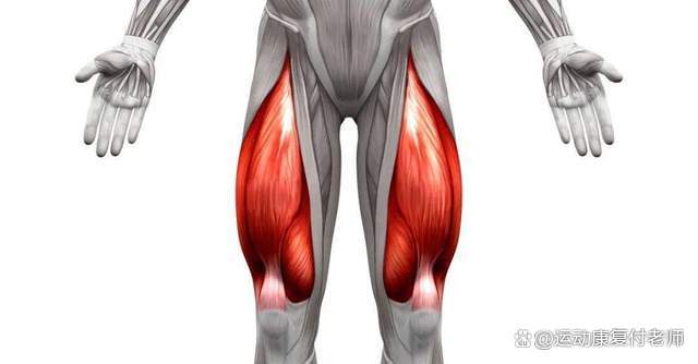 开yun体育官网入口登录体育 股四头肌详解