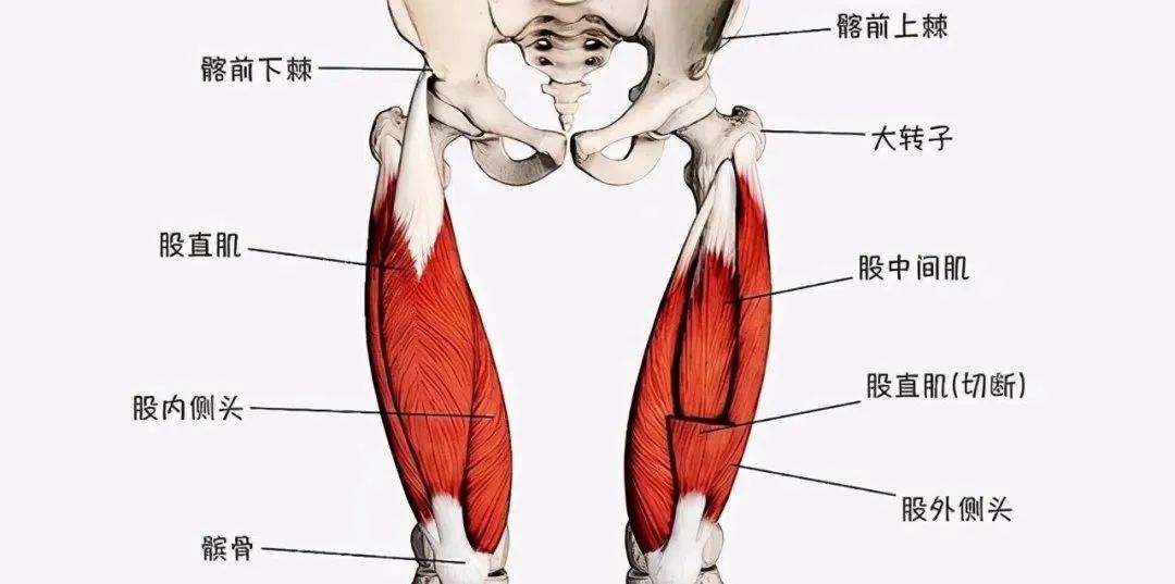 股四头肌训练椅_股四头肌训练椅安装视频_股四头肌训练椅注意事项