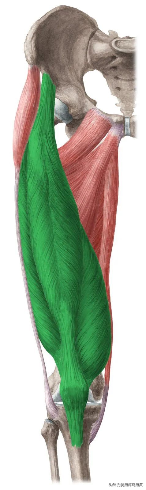 股四头肌训练椅_股四头肌肌腱病变症状_股四头肌肌腱炎治疗