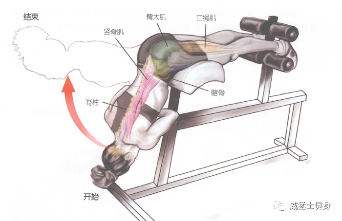 开yun体育app入口登录 山羊挺身怎么练，竖脊肌训练少不了的一课！