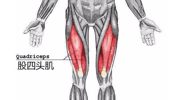 股四头肌训练椅安装步骤_股四头肌训练椅_股四头肌训练椅使用方法