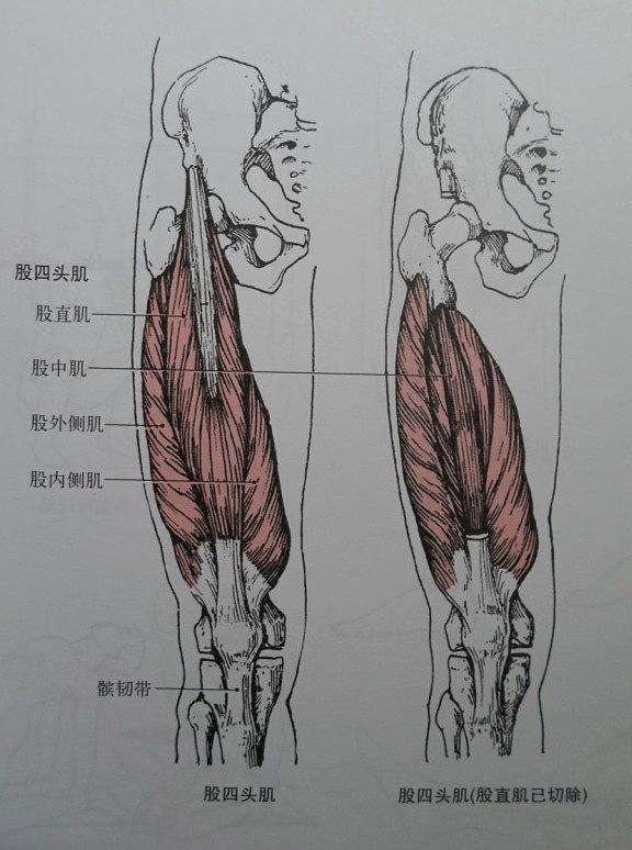 股四头肌训练椅使用方法_股四头肌训练椅_股四头肌训练椅安装步骤