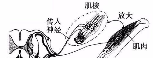 开yun体育官网入口登录app 股四头肌等长收缩锻炼方法，详情介绍