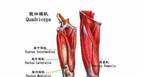 等长收缩训练_股四头肌训练椅_股四头肌等长收缩训练