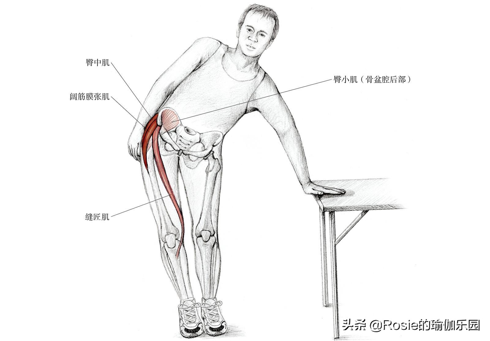 髋关节灵活度锻炼动作_久坐腰痛髋部僵紧缓解方法_髋关节训练椅