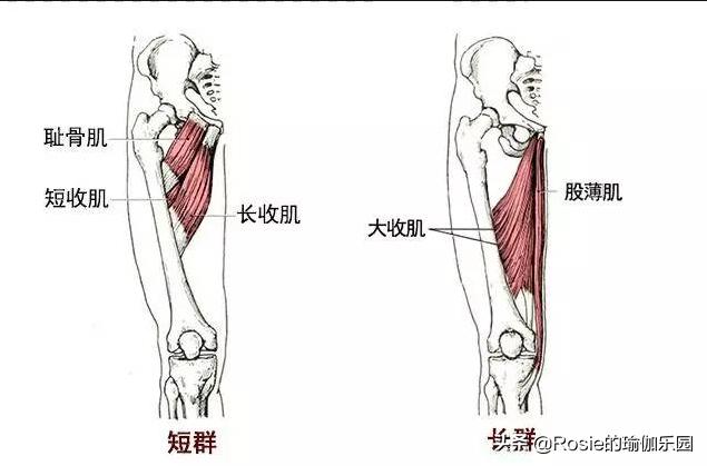 髋关节灵活度锻炼动作_髋关节训练椅_久坐腰痛髋部僵紧缓解方法