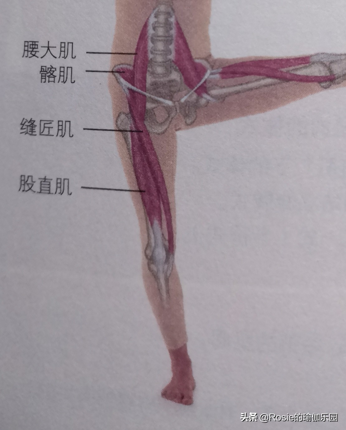 久坐腰痛髋部僵紧缓解方法_髋关节灵活度锻炼动作_髋关节训练椅