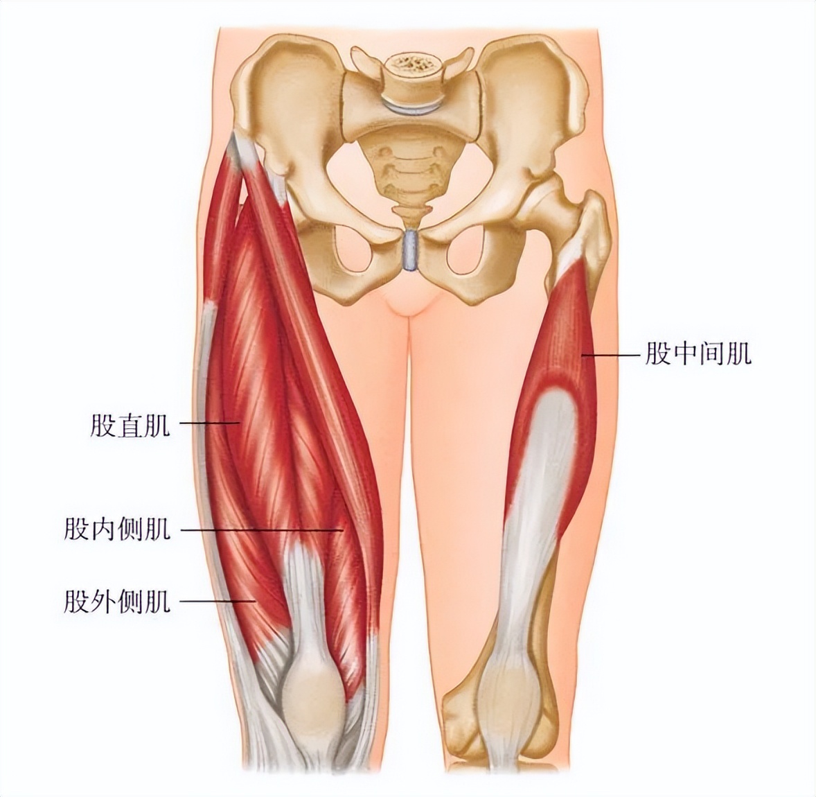 开yun体育官网入口登录app 「一招治膝」膝关节疼痛，应该多锻炼大腿——股四头肌