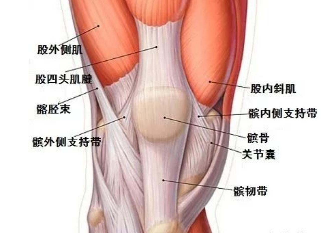 膝关节疼痛股四头肌锻炼方法_股四头肌训练椅_股四头肌无力膝盖疼痛原因