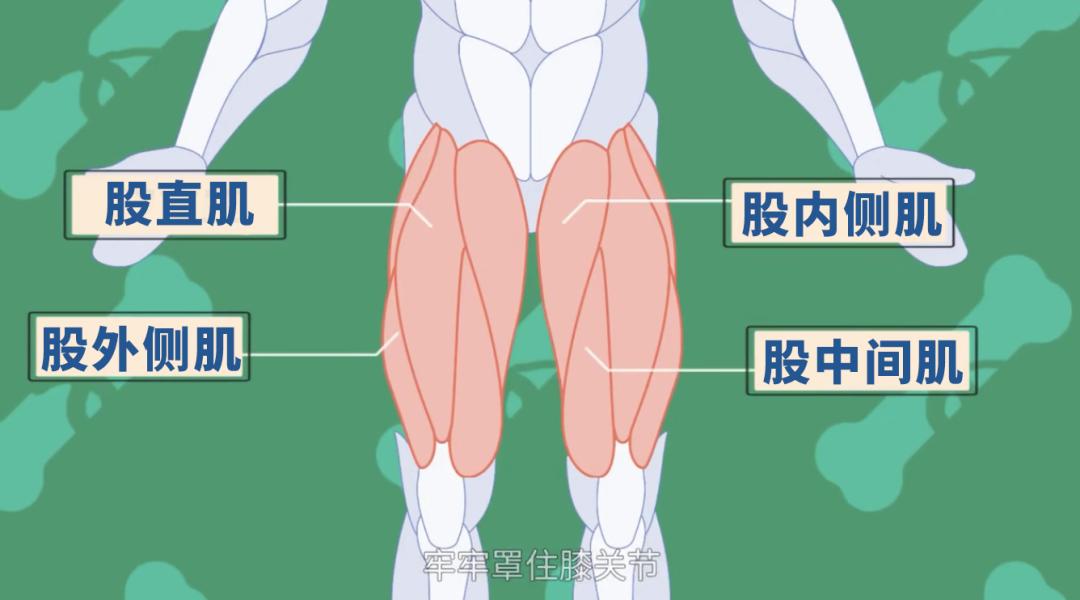 股四头肌锻炼_股四头肌训练椅_跑步膝盖疼痛