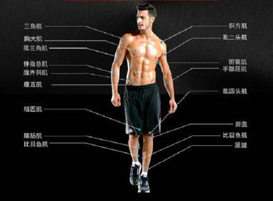 人体的主要肌肉群