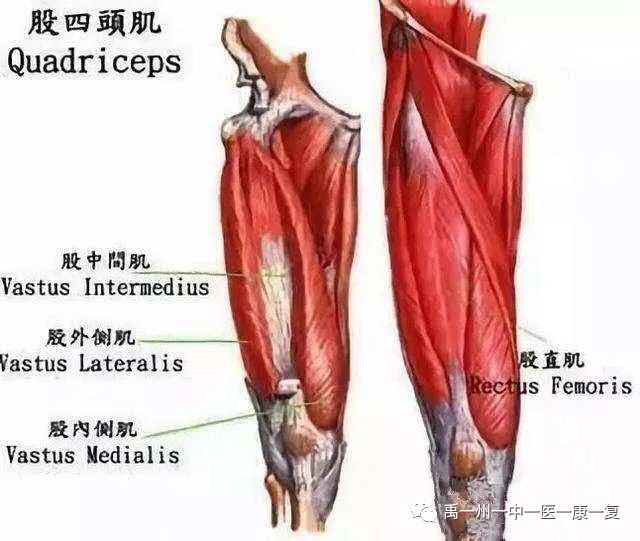 股四头肌训练椅_股四头肌训练椅使用方法_股四头肌训练椅安装步骤