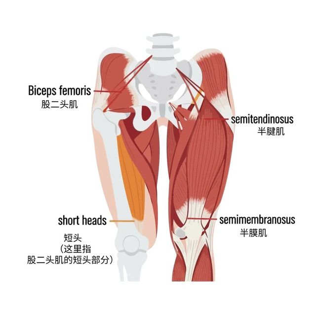 秘密教学漫画完整版免费阅读看下拉式笔趣阁简体 人最需要锻炼的1块肌肉！不想老了受罪，现在练还不晚