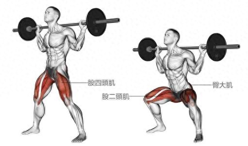 漫画 股四头肌重要吗？又要怎么训练？三个动作让你拥有强大肌肉