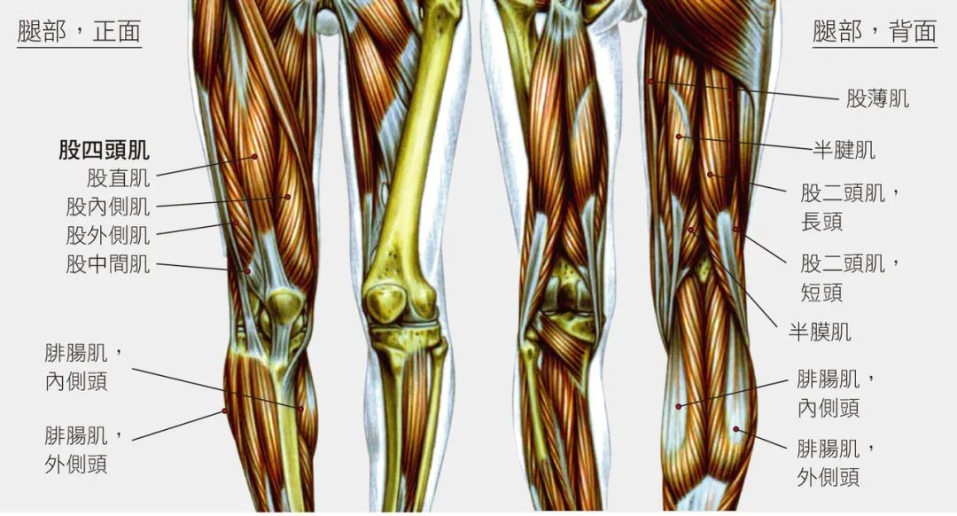 漫蛙漫画(网页入口) 肌腱撕裂：股四头肌拉伤，肌腱撕裂的预防和康复训练