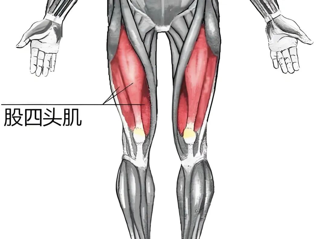膝关节损伤常见因素_膝关节股四头肌力量不足_股四头肌训练椅