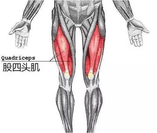 韩漫漫画网站免费观看下拉式 股四头肌功能锻炼方法