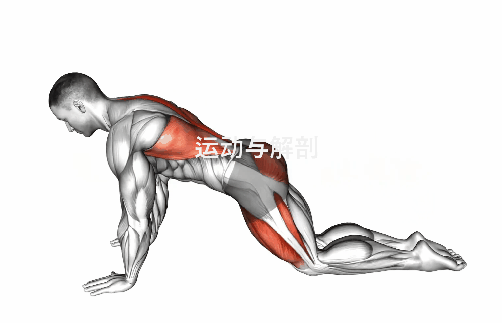 髋关节训练椅_椅子弓步动态拉伸训练_椅子踮脚臀桥训练