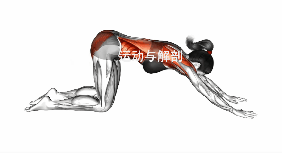 椅子踮脚臀桥训练_椅子弓步动态拉伸训练_髋关节训练椅