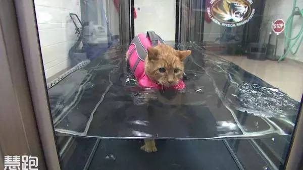 家用跑步机_网上买跑步机什么牌子好_高端跑步机