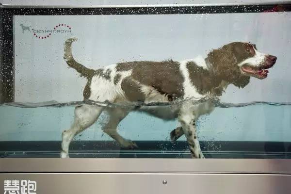 家用跑步机_网上买跑步机什么牌子好_高端跑步机