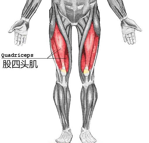 股四头肌训练椅_股四头肌功能_膝关节受伤原因